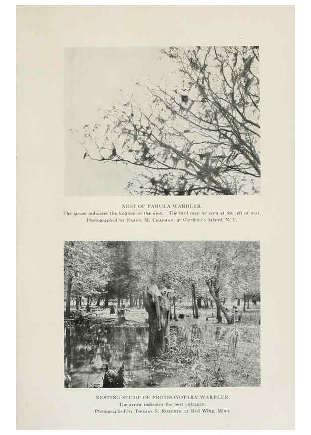 Reproducción/Reproduction 6308736733: The warblers of North America New York,D. Appleton & Company,1907