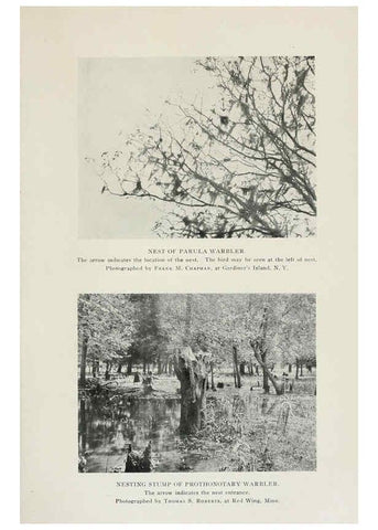 Reproducción/Reproduction 6308736733: The warblers of North America New York,D. Appleton & Company,1907