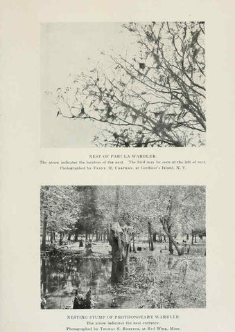 Reproducción/Reproduction 6308736733: The warblers of North America New York,D. Appleton & Company,1907