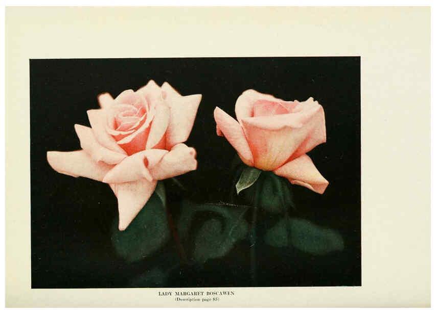 Reproducción/Reproduction 6309187780: The practical book of outdoor rose growing for the home garden Philadelphia and London,J.B. Lippincott, Co.,1920