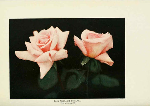 Reproducción/Reproduction 6309187780: The practical book of outdoor rose growing for the home garden Philadelphia and London,J.B. Lippincott, Co.,1920