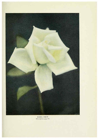 Reproducción/Reproduction 6308667153: The practical book of outdoor rose growing for the home garden Philadelphia and London,J.B. Lippincott, Co.,1920