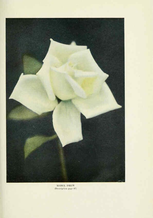 Reproducción/Reproduction 6308667153: The practical book of outdoor rose growing for the home garden Philadelphia and London,J.B. Lippincott, Co.,1920