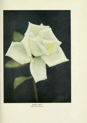 Reproducción/Reproduction 6308667153: The practical book of outdoor rose growing for the home garden Philadelphia and London,J.B. Lippincott, Co.,1920