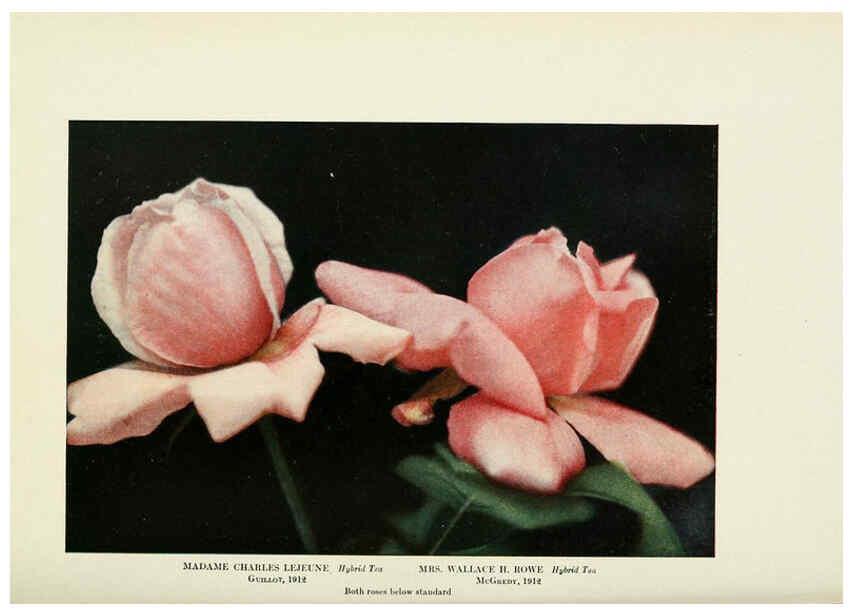Reproducción/Reproduction 6309188224: The practical book of outdoor rose growing for the home garden Philadelphia and London,J.B. Lippincott, Co.,1920