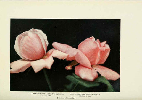 Reproducción/Reproduction 6309188224: The practical book of outdoor rose growing for the home garden Philadelphia and London,J.B. Lippincott, Co.,1920