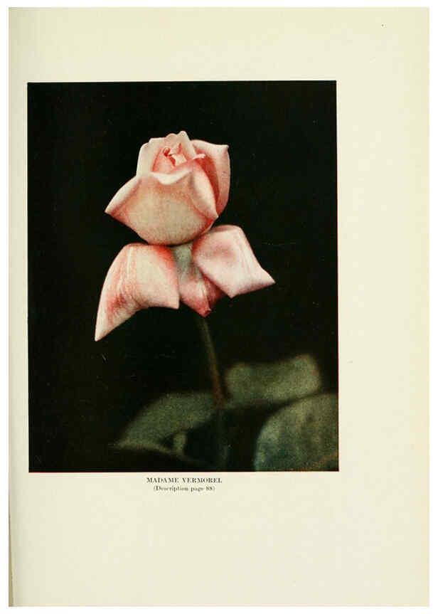 Reproducción/Reproduction 6309188392: The practical book of outdoor rose growing for the home garden Philadelphia and London,J.B. Lippincott, Co.,1920