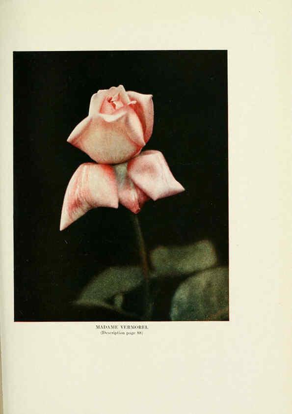 Reproducción/Reproduction 6309188392: The practical book of outdoor rose growing for the home garden Philadelphia and London,J.B. Lippincott, Co.,1920