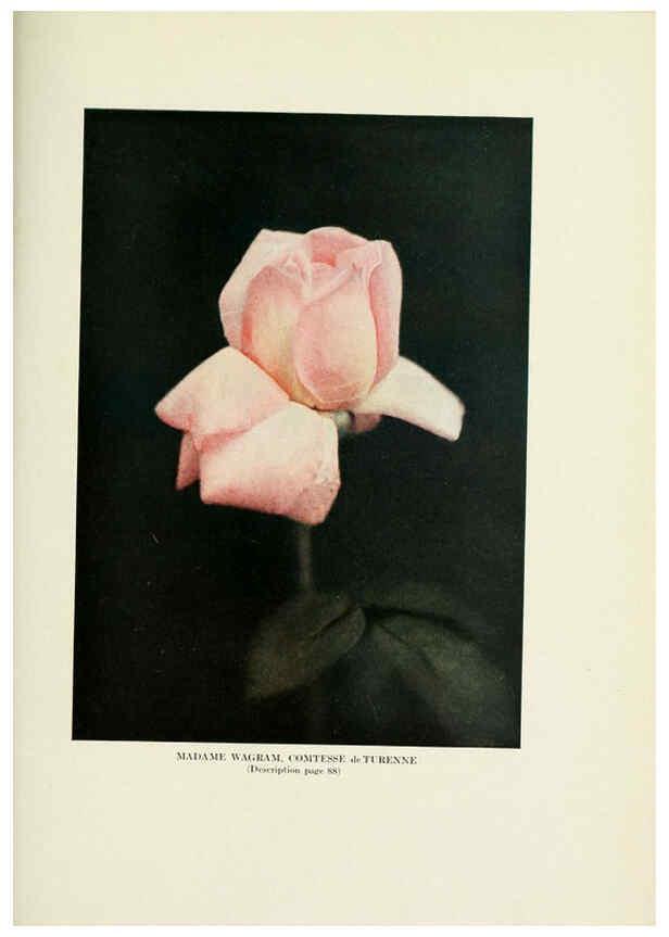 Reproducción/Reproduction 6309188532: The practical book of outdoor rose growing for the home garden Philadelphia and London,J.B. Lippincott, Co.,1920