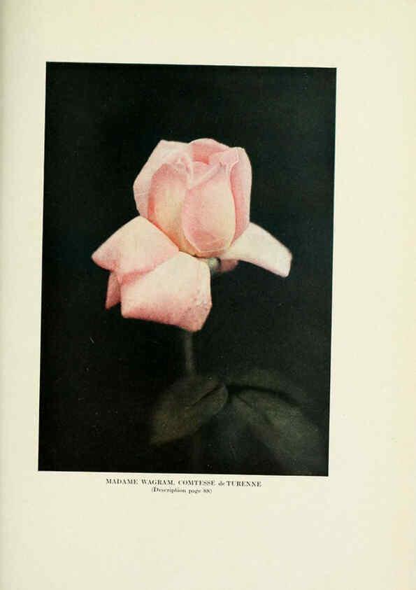 Reproducción/Reproduction 6309188532: The practical book of outdoor rose growing for the home garden Philadelphia and London,J.B. Lippincott, Co.,1920