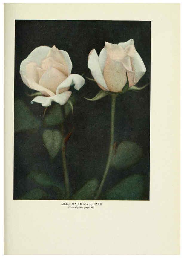 Reproducción/Reproduction 6308667739: The practical book of outdoor rose growing for the home garden Philadelphia and London,J.B. Lippincott, Co.,1920