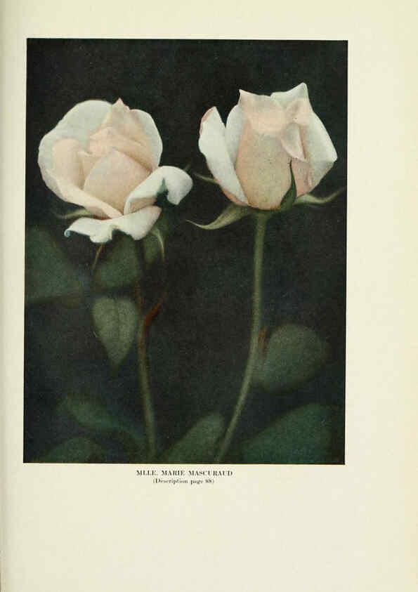 Reproducción/Reproduction 6308667739: The practical book of outdoor rose growing for the home garden Philadelphia and London,J.B. Lippincott, Co.,1920