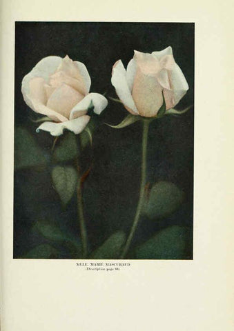 Reproducción/Reproduction 6308667739: The practical book of outdoor rose growing for the home garden Philadelphia and London,J.B. Lippincott, Co.,1920