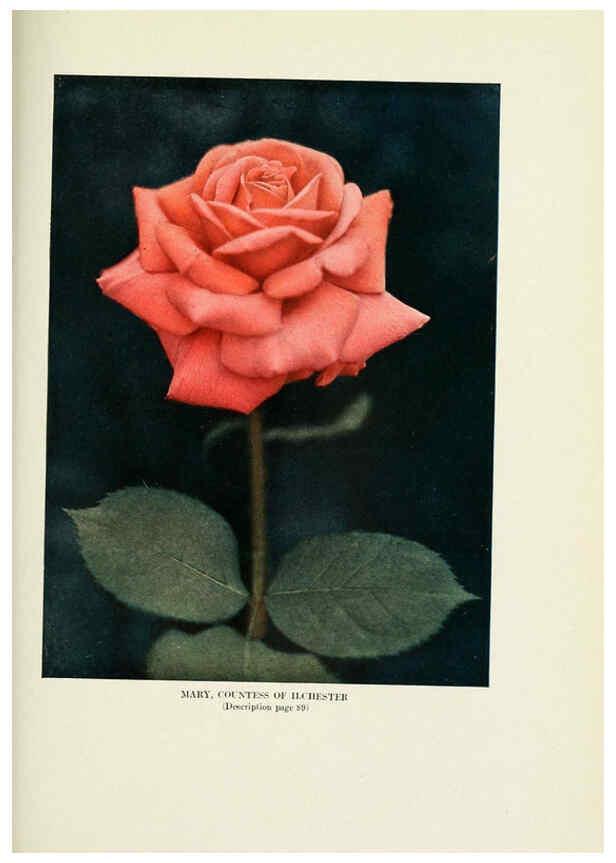 Reproducción/Reproduction 6308667867: The practical book of outdoor rose growing for the home garden Philadelphia and London,J.B. Lippincott, Co.,1920