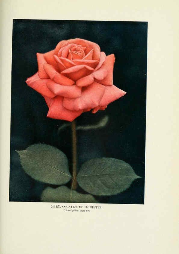 Reproducción/Reproduction 6308667867: The practical book of outdoor rose growing for the home garden Philadelphia and London,J.B. Lippincott, Co.,1920