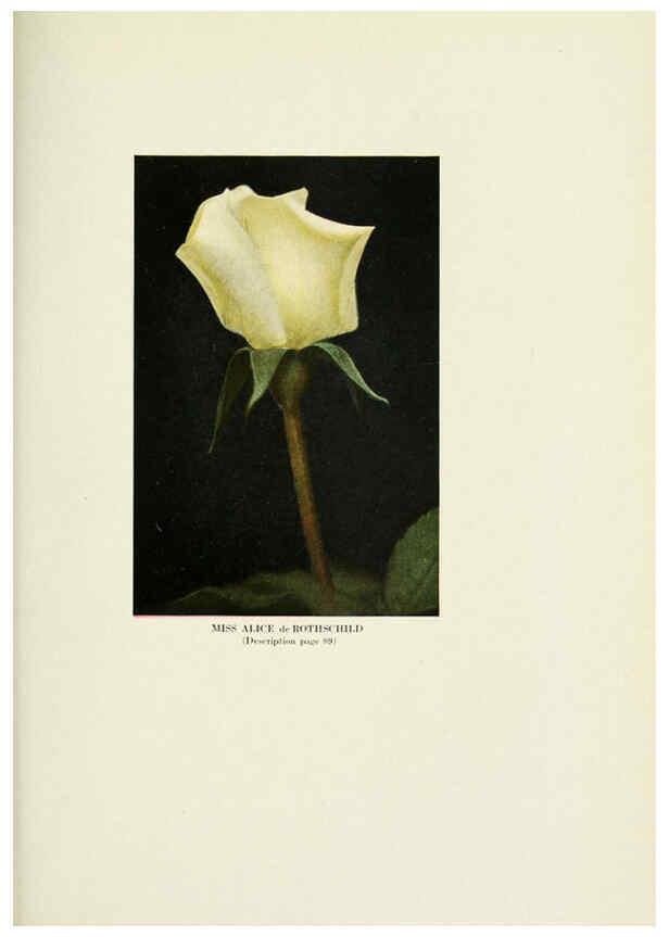 Reproducción/Reproduction 6309189030: The practical book of outdoor rose growing for the home garden Philadelphia and London,J.B. Lippincott, Co.,1920