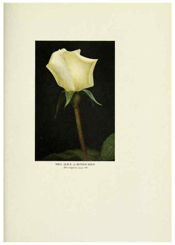 Reproducción/Reproduction 6309189030: The practical book of outdoor rose growing for the home garden Philadelphia and London,J.B. Lippincott, Co.,1920