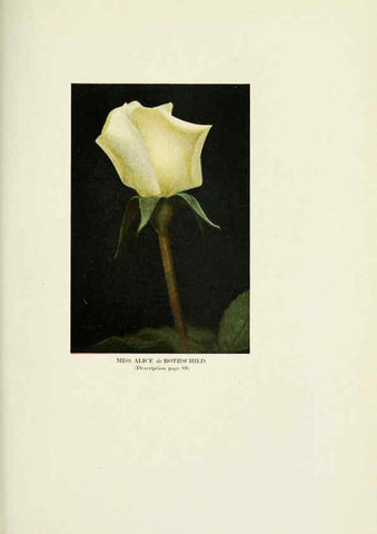 Reproducción/Reproduction 6309189030: The practical book of outdoor rose growing for the home garden Philadelphia and London,J.B. Lippincott, Co.,1920