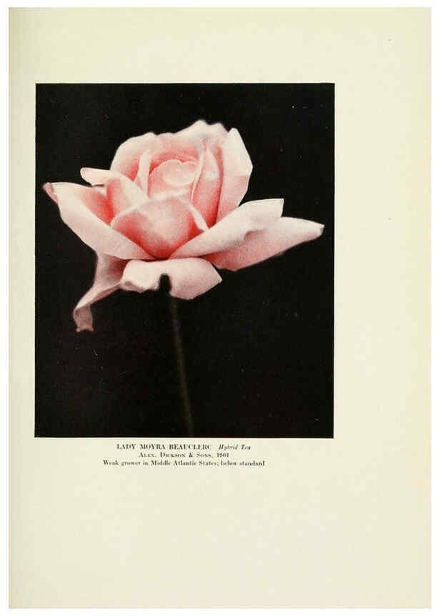 Reproducción/Reproduction 6308667001: The practical book of outdoor rose growing for the home garden Philadelphia and London,J.B. Lippincott, Co.,1920