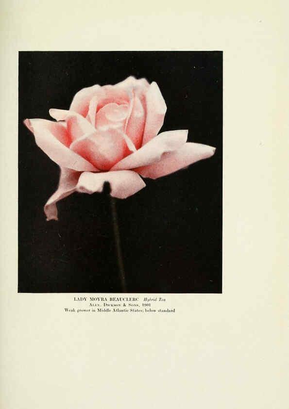 Reproducción/Reproduction 6308667001: The practical book of outdoor rose growing for the home garden Philadelphia and London,J.B. Lippincott, Co.,1920