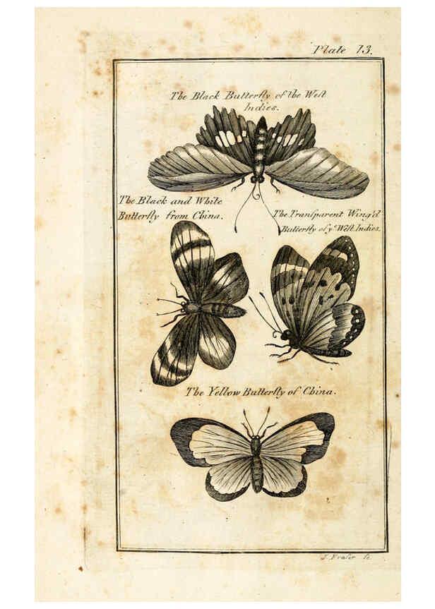 Reproducción/Reproduction 6309426394: The natural history of insects Perth :Printed by R. Morrison Junior,1792