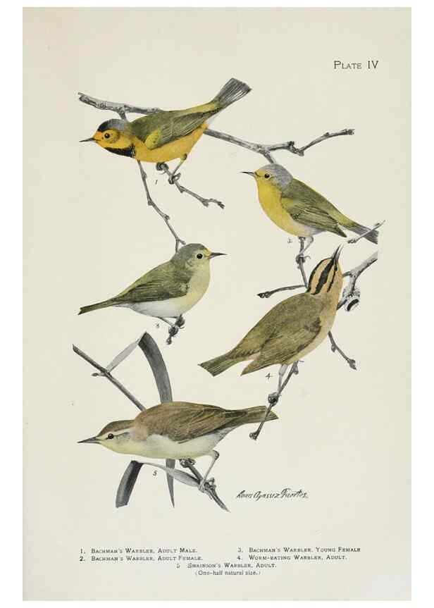 Reproducción/Reproduction 6308736993: The warblers of North America New York,D. Appleton & Company,1907