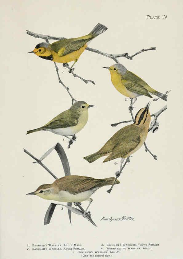 Reproducción/Reproduction 6308736993: The warblers of North America New York,D. Appleton & Company,1907