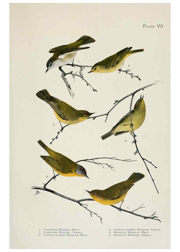 Reproducción/Reproduction 6309257412: The warblers of North America New York,D. Appleton & Company,1907