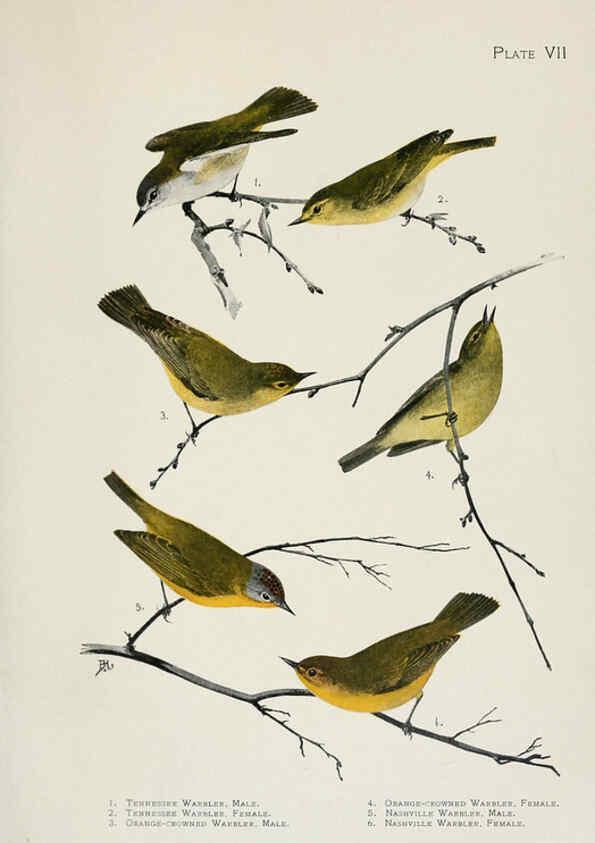 Reproducción/Reproduction 6309257412: The warblers of North America New York,D. Appleton & Company,1907