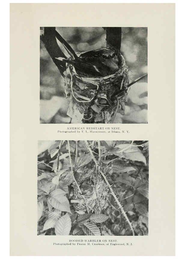 Reproducción/Reproduction 6309261934: The warblers of North America New York,D. Appleton & Company,1907