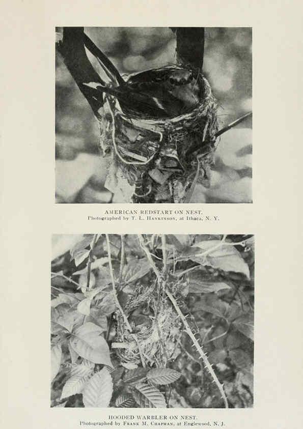 Reproducción/Reproduction 6309261934: The warblers of North America New York,D. Appleton & Company,1907