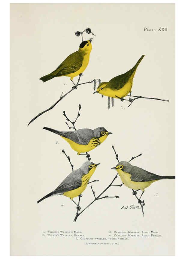Reproducción/Reproduction 6309262206: The warblers of North America New York,D. Appleton & Company,1907
