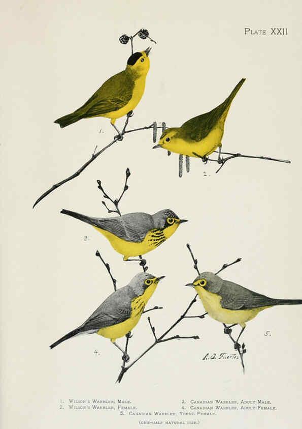 Reproducción/Reproduction 6309262206: The warblers of North America New York,D. Appleton & Company,1907