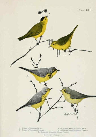 Reproducción/Reproduction 6309262206: The warblers of North America New York,D. Appleton & Company,1907
