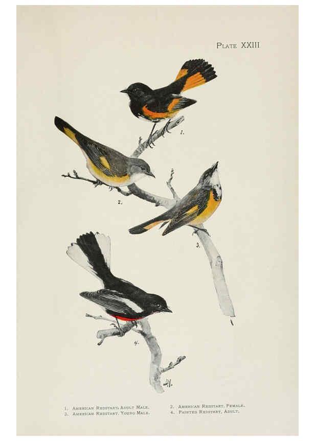 Reproducción/Reproduction 6309262400: The warblers of North America New York,D. Appleton & Company,1907
