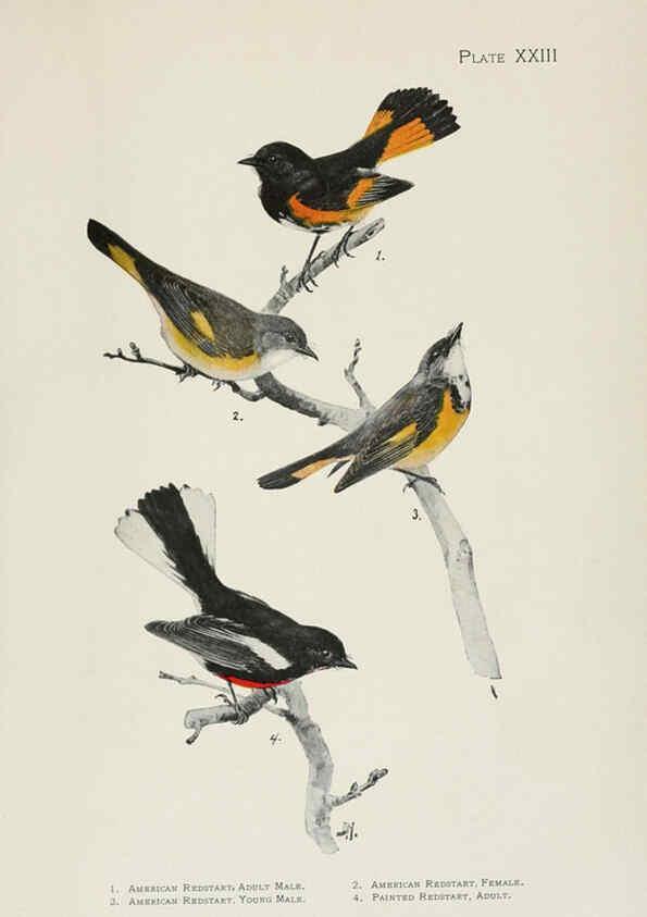 Reproducción/Reproduction 6309262400: The warblers of North America New York,D. Appleton & Company,1907