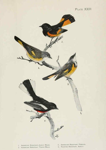 Reproducción/Reproduction 6309262400: The warblers of North America New York,D. Appleton & Company,1907