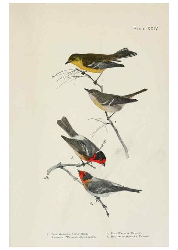 Reproducción/Reproduction 6309262602: The warblers of North America New York,D. Appleton & Company,1907