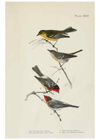 Reproducción/Reproduction 6309262602: The warblers of North America New York,D. Appleton & Company,1907