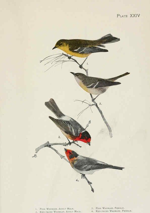 Reproducción/Reproduction 6309262602: The warblers of North America New York,D. Appleton & Company,1907