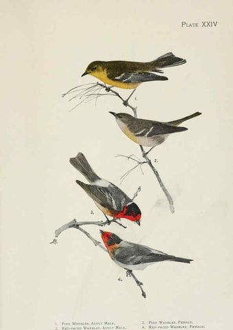 Reproducción/Reproduction 6309262602: The warblers of North America New York,D. Appleton & Company,1907