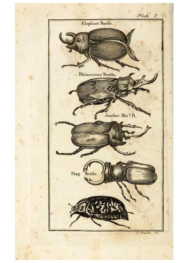 Reproducción/Reproduction 6308903409: The natural history of insects Perth :Printed by R. Morrison Junior,1792