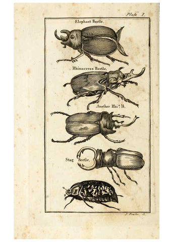 Reproducción/Reproduction 6308903409: The natural history of insects Perth :Printed by R. Morrison Junior,1792