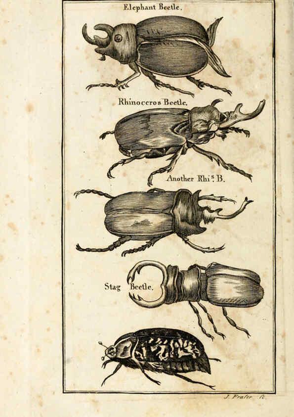 Reproducción/Reproduction 6308903409: The natural history of insects Perth :Printed by R. Morrison Junior,1792