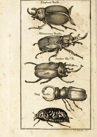 Reproducción/Reproduction 6308903409: The natural history of insects Perth :Printed by R. Morrison Junior,1792