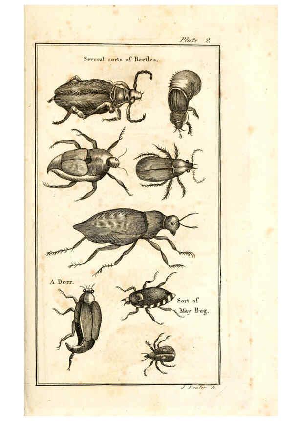 Reproducción/Reproduction 6309423630: The natural history of insects Perth :Printed by R. Morrison Junior,1792