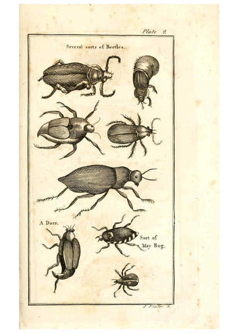 Reproducción/Reproduction 6309423630: The natural history of insects Perth :Printed by R. Morrison Junior,1792