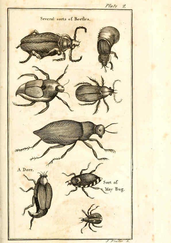 Reproducción/Reproduction 6309423630: The natural history of insects Perth :Printed by R. Morrison Junior,1792