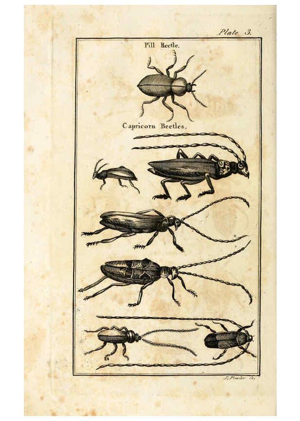 Reproducción/Reproduction 6308903849: The natural history of insects Perth :Printed by R. Morrison Junior,1792