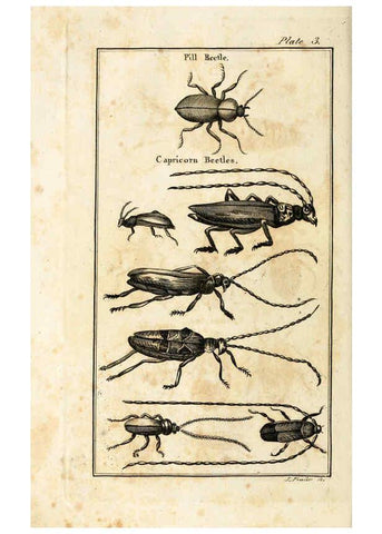 Reproducción/Reproduction 6308903849: The natural history of insects Perth :Printed by R. Morrison Junior,1792